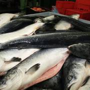 Bộ Phát triển Kinh tế Nga bỏ thuế nhập khẩu cá trong hai năm