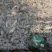 Hà Nội đã thu gom 200 tấn cá chết ở hồ Tây