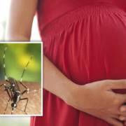 TPHCM đã có 9 thai phụ bị nhiễm virus Zika