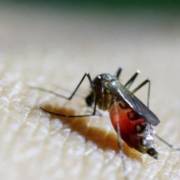 Virus Zika có thể nhân bản trong não trẻ