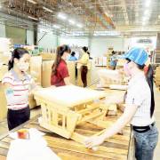 Thương nhân Trung Quốc tranh mua nguồn gỗ nguyên liệu