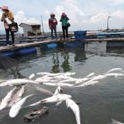 11 doanh nghiệp xả thải làm cá chết phải bồi thường hơn 13 tỷ đồng