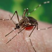 Muỗi đề kháng virus dengue