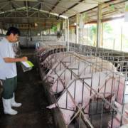 Giá lợn hơi tại Đồng Nai đang nhích lên