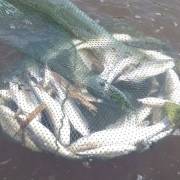 Cá lại chết hàng loạt trên sông Âm tại tỉnh Thanh Hóa