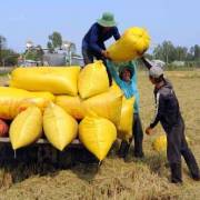 Thái Lan xả kho, giá lúa gạo ĐBSCL vẫn tăng cao