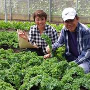Người Singapore trồng rau hữu cơ ở ngoại ô Đà Lạt