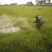 Nhập khẩu phân bón, thuốc trừ sâu Trung Quốc tăng vọt