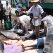 Xây dựng chợ đấu giá cá ngừ đại dương tại Cảng cá Quy Nhơn