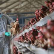 Trung Quốc: 79 người chết vì virus cúm gia cầm H7N9 trong tháng 1