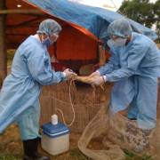 Cục Thú y công bố đã có 13 ổ dịch cúm gia cầm tại 7 tỉnh