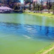Đà Lạt: Nguồn nước ô nhiễm tấn công hồ Xuân Hương