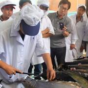 Cá ngừ Việt Nam bị áp thuế cao tại thị trường Nhật Bản