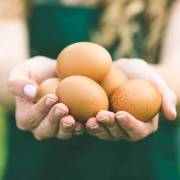 Không nên ăn trứng vì cholesterol cao?