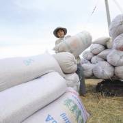 VFA muốn Tổng công ty lương thực ‘độc quyền’ bán gạo?