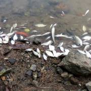 Cá chết hàng loạt quanh vệt nước vàng ở cảng Chân Mây