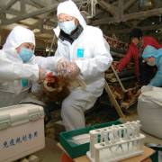 Phát hiện ca nhiễm virus H7N9 gần biên giới Việt Nam – Trung Quốc