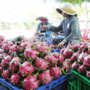Bình Thuận: Xử phạt thương lái Trung Quốc thu mua nông sản trái phép