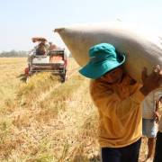 ĐBSCL: Năng suất lúa Đông Xuân giảm nhẹ