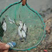 Quảng Nam: Hàng ngàn cá chẽm con nuôi lồng bè chết