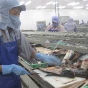 FDA được đề nghị tiếp tục vai trò thanh tra cá tra Việt Nam