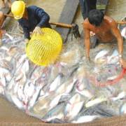Giá cá tra nguyên liệu lại tăng
