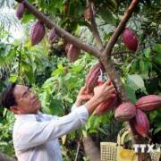 Diện tích ca cao trồng xen trong vườn dừa tại Bến Tre giảm mạnh