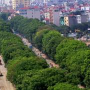 Hà Nội đang lấy ý kiến người dân về di dời 1.300 cây xanh