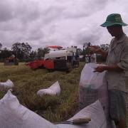 Doanh nghiệp gạo được ký hợp đồng thương mại ở thị trường tập trung