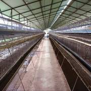 Thảm cảnh nông nghiệp Venezuela: ‘chúng tôi đói’