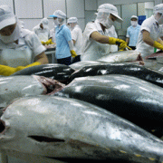 Cá ngừ, hải sản kéo đà tăng trưởng xuất khẩu thủy sản