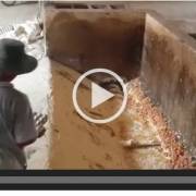 Video: Đau lòng nhìn cảnh trứng gà bị đập bỏ làm nguyên liệu chế biến thức ăn gia súc