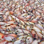 Cá chết trắng bè tại Đà Nẵng, người nuôi choáng váng