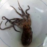 Kiểm nghiệm mẫu bạch tuộc cắn chết người ở Huế