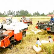 ĐBSCL: Giá lúa tăng, nông dân vẫn lo