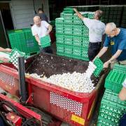 EU họp khẩn về vụ bê bối trứng gà nhiễm chất trừ sâu