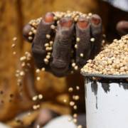 Lương thực nghèo chất dinh dưỡng do tình trạng ấm lên toàn cầu
