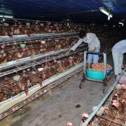 Các chủ trại gà đẻ ở Việt Nam khẳng định: ‘Không xài Fipronil để trừ mạt như nông dân Hà Lan’