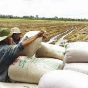 Tương lai ngành lúa gạo: ‘Quan điểm chiến lược cần nhìn xa hơn’