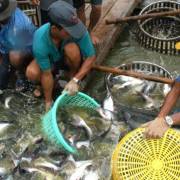 Thành lập Ban Điều hành chống khai thác hải sản bất hợp pháp