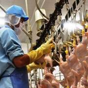 Việt Nam nên xuất khẩu sản phẩm gà chế biến sẵn sang EU