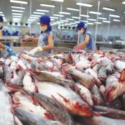 Phản đối mức thuế DOC áp cho cá tra Việt Nam