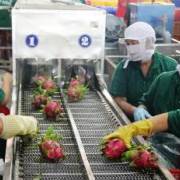ATTP sẽ ‘mở cửa’ thị trường EU cho rau củ, quả tươi Việt Nam