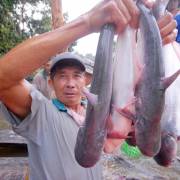 ĐBSCL: Người nuôi cá tra đang lãi cao