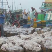 ‘Thẻ vàng’ EU và thế khó cho hải sản xuất khẩu