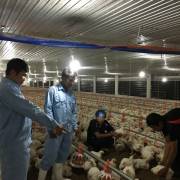 Những nông dân nuôi gà toàn cầu