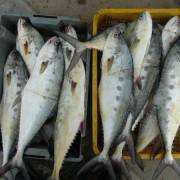 Cận Tết, ngư dân Quảng Trị trúng đậm cá thu, cá bè