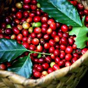 Thị trường cà phê châu Á: giá phục hồi tại Việt Nam