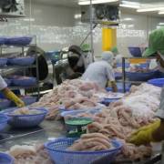 Trung Quốc dẫn đầu các thị trường nhập khẩu cá tra Việt Nam