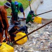 Khuyến cáo nông dân không ồ ạt mở rộng diện tích thả nuôi cá tra
